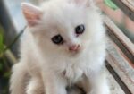 Traditional Persian