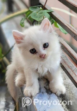Traditional Persian