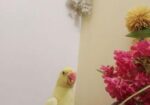 Bird for sale