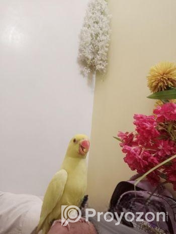 Bird for sale