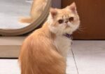 Pure Persiyan Exotic Male Cat