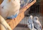বাজরিগার পাখি Bajrikar Bird