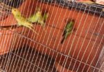 Bajrigar Bird