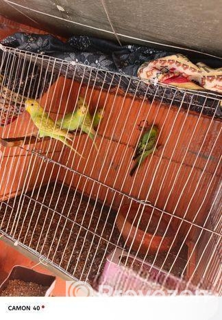 Bajrigar Bird