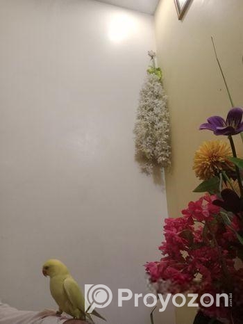 Bird for sale