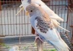 বাজরিগার পাখি Bajrikar Bird