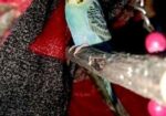 বাজরিগার পাখি