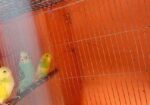 Bajrigar Bird