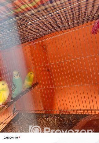 Bajrigar Bird