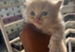 Persian Cat