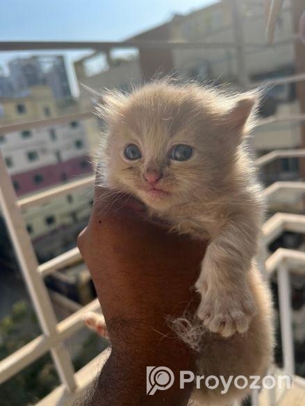Persian Cat