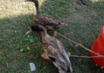 রানিং ডিম পাড়া দেশি পাতি হাঁস