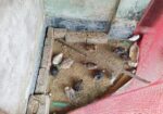 কোয়েল পাখি