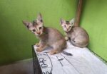CAT ADPOTION
