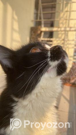 Persian Cat