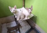 CAT ADPOTION