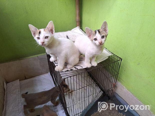 CAT ADPOTION