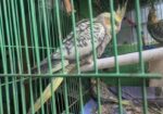 Chinamon Pearl Tame Cocatail