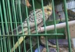 Chinamon Pearl Tame Cocatail