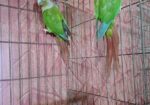 ককাটেল রানিং