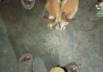 Rabbit sell