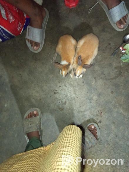Rabbit sell