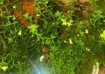 Micra Plants For Sell