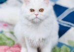 Pure Treditional Persian (Female)