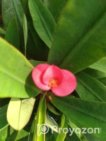 ফুল গাছ