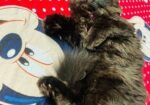 Persian cat