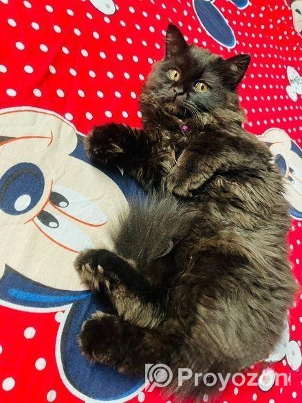 Persian cat