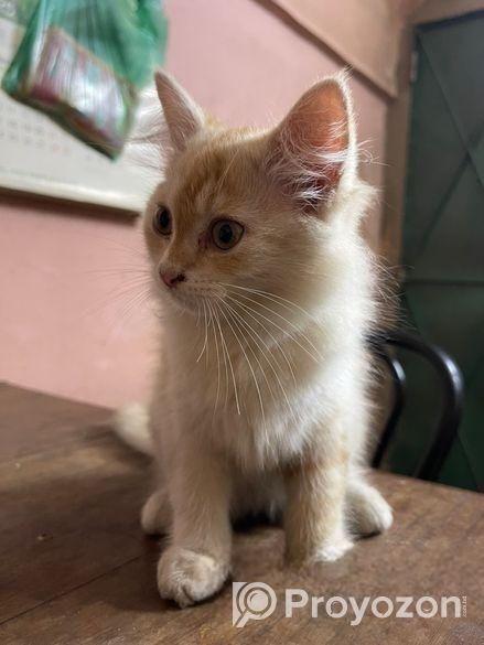Pure Persian