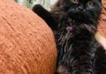 Persian cat