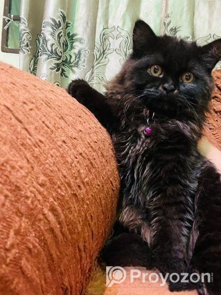 Persian cat