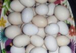 Deshi Murgir Bij Dim