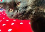 Persian cat