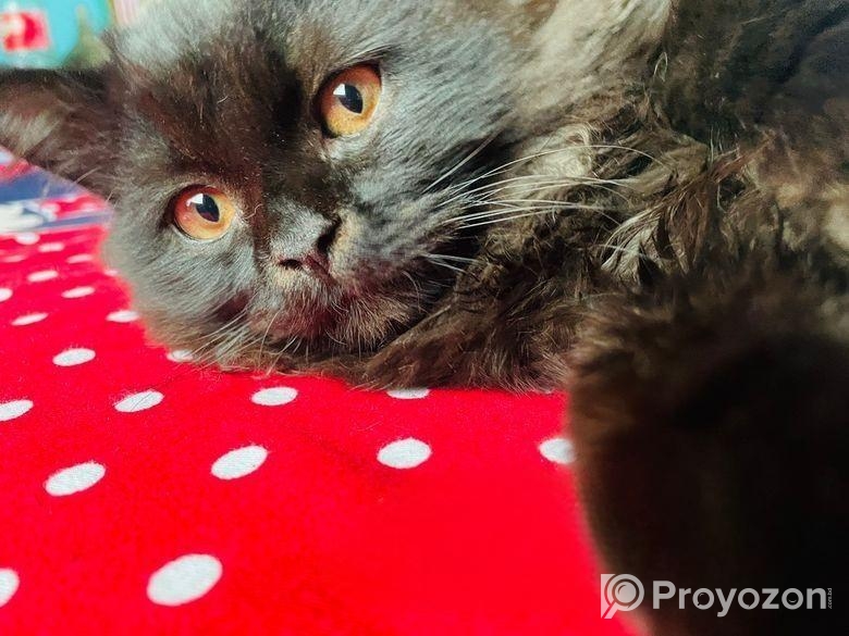 Persian cat