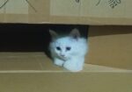 Cat for sale