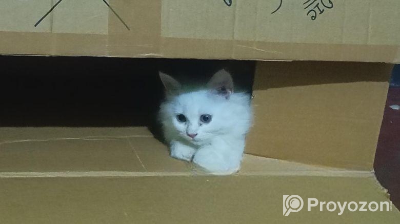 Cat for sale