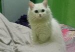 Cat for sale