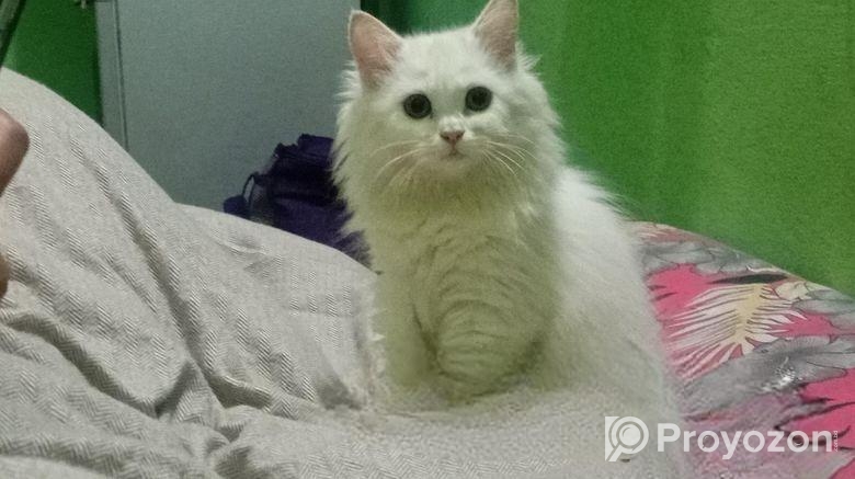 Cat for sale