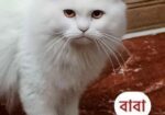 Pure Treditional Persian (Female)