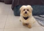 Name Milo Age 1year Food Chicken Boiled And Cat Potty Trained
