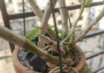 ৩ টা হাইব্রিড ডেনড্রোবিয়াম অর্কিড