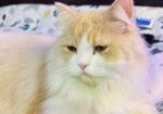 Parsian Cat Male