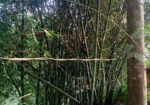 বাঁশ(পাকা)