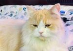Parsian Cat Male