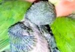 লাভ বার্ড বিক্রি করে দেব