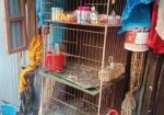 খাঁচা টি বিক্সি হবে