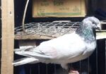 Bird For Sale